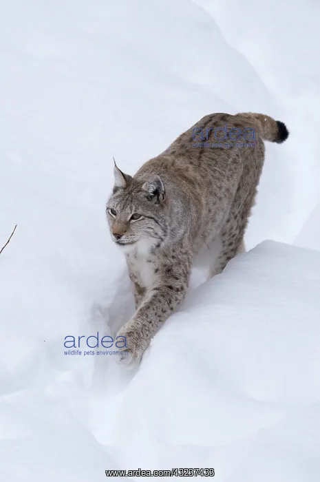 : MAMMAL. Lynx in deep snow : MAMMAL. Lynx in deep snow