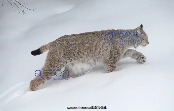 : MAMMAL. Lynx in deep snow : MAMMAL. Lynx in deep snow