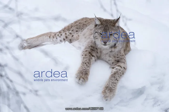  : MAMMAL. Lynx in laying on snow