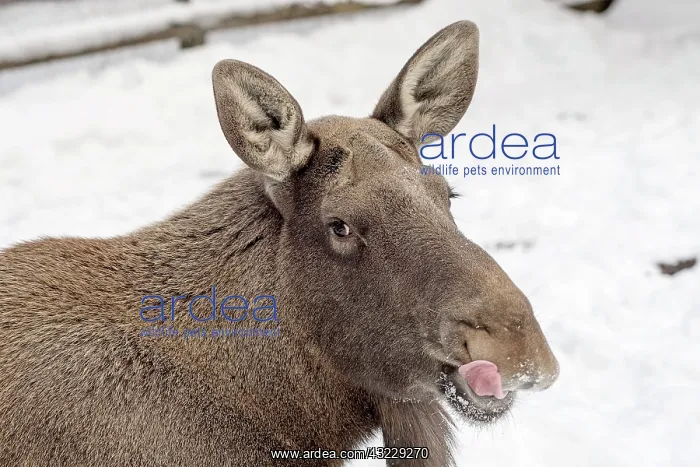 : Mammal. Moose : Mammal. Moose