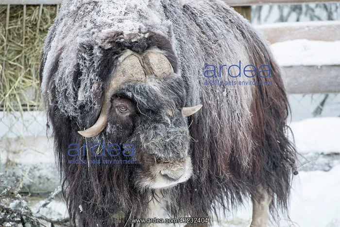  : Mammal. Musk Ox, Ranua zoo Finland