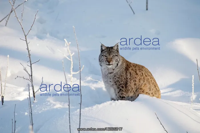 : Mammal. Northern Lynx : Mammal. Northern Lynx
