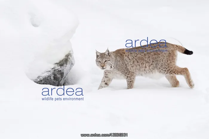  : Mammal. Northern Lynx