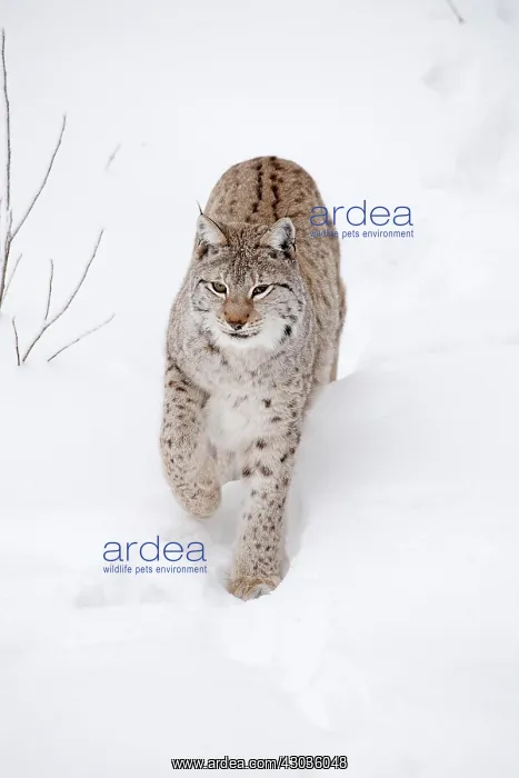 : Mammal. Northern Lynx : Mammal. Northern Lynx