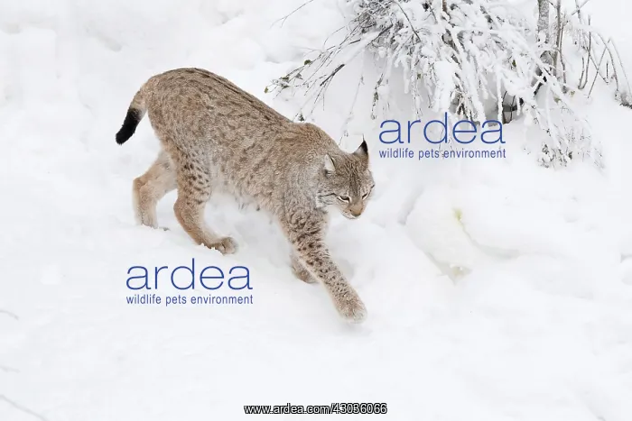  : Mammal. Northern Lynx