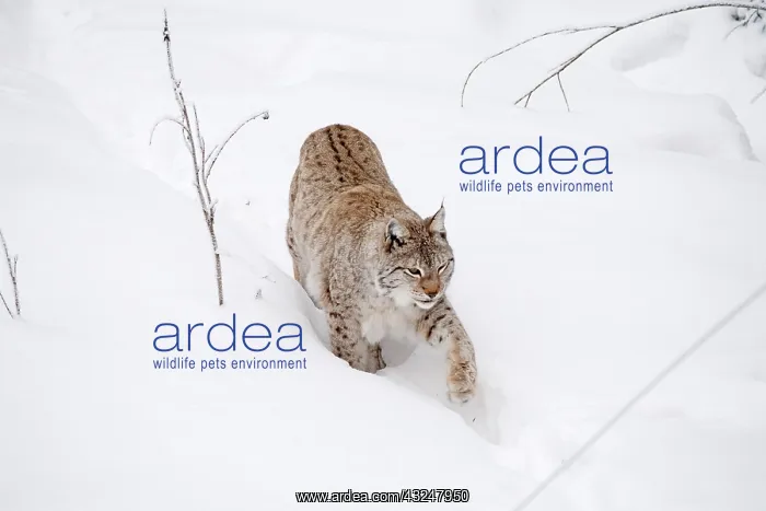 : Mammal. Northern Lynx : Mammal. Northern Lynx