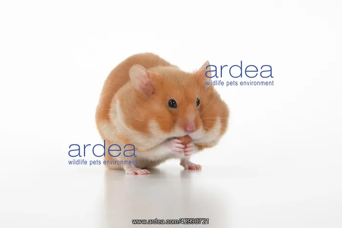 : MAMMAL. Pet Hamster, eating with cheeks full of : MAMMAL. Pet Hamster, eating with cheeks full of