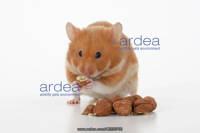 : MAMMAL. Pet Hamster, eating with cheeks full of : MAMMAL. Pet Hamster, eating with cheeks full of