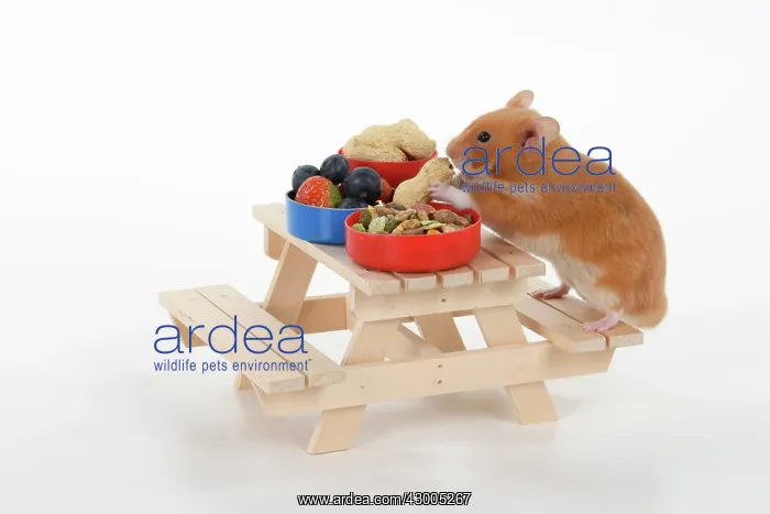 : MAMMAL. Pet Hamster, eating lunch on a picnic bench, studio : MAMMAL. Pet Hamster, eating lunch on a picnic bench, studio