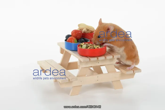  : MAMMAL. Pet Hamster, eating lunch on a picnic bench, studio