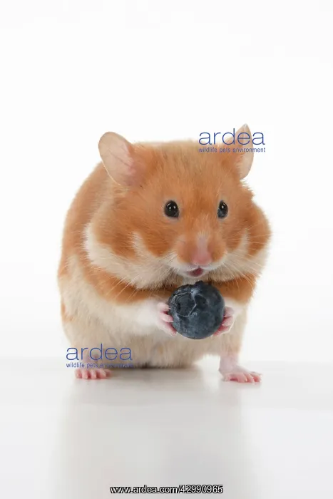 : MAMMAL. Pet Hamster, eating, studio : MAMMAL. Pet Hamster, eating, studio
