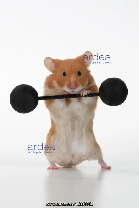 : MAMMAL. Pet Hamster, lifting old fashioned weights, studio : MAMMAL. Pet Hamster, lifting old fashioned weights, studio