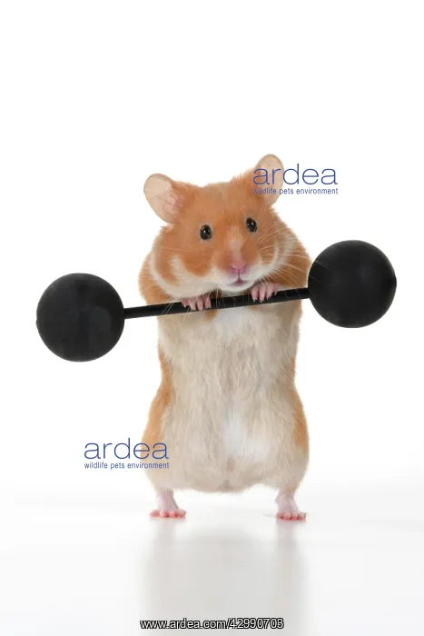 : MAMMAL. Pet Hamster, lifting old fashioned weights, studio : MAMMAL. Pet Hamster, lifting old fashioned weights, studio