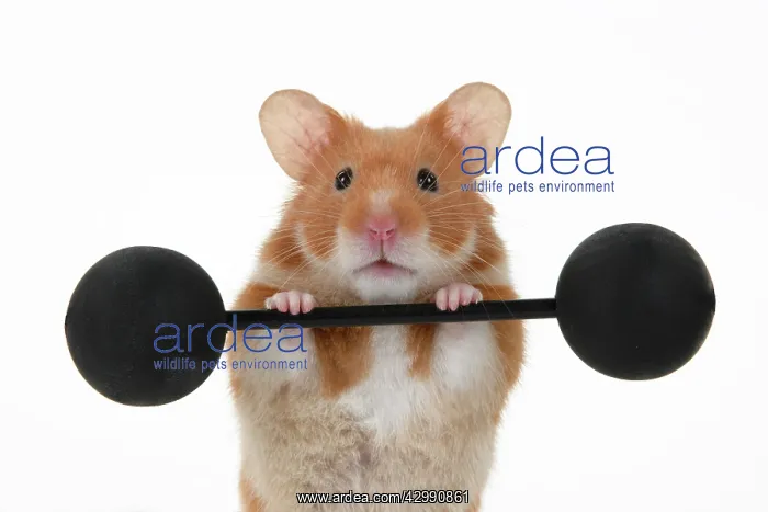 : MAMMAL. Pet Hamster, lifting old fashioned weights, studio : MAMMAL. Pet Hamster, lifting old fashioned weights, studio