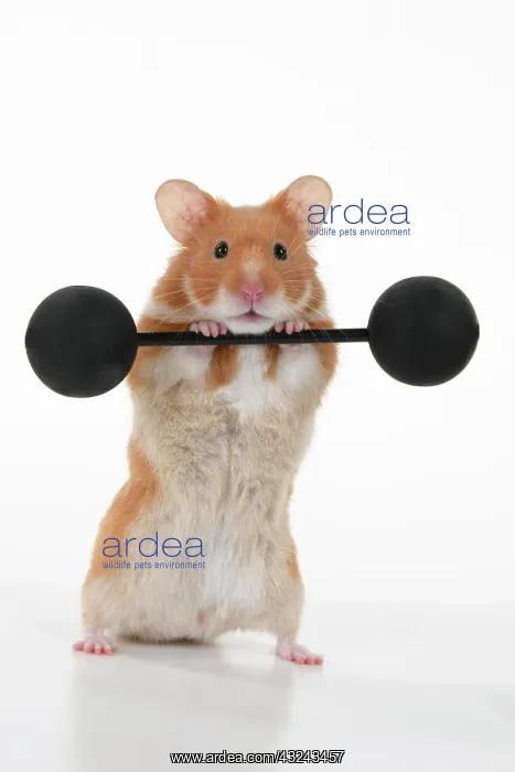 : MAMMAL. Pet Hamster, lifting old fashioned weights, studio : MAMMAL. Pet Hamster, lifting old fashioned weights, studio