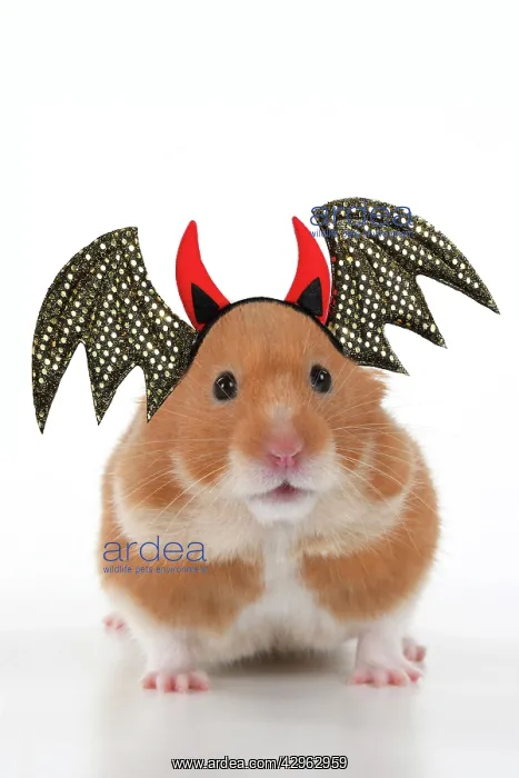 : MAMMAL. Pet Hamster, looking cute, studio, wearing a Hallowe : MAMMAL. Pet Hamster, looking cute, studio, wearing a Hallowe