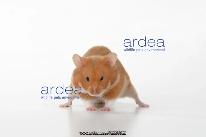  : MAMMAL. Pet Hamster, looking cute, studio