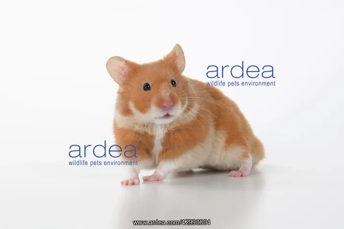 : MAMMAL. Pet Hamster, looking cute, studio : MAMMAL. Pet Hamster, looking cute, studio
