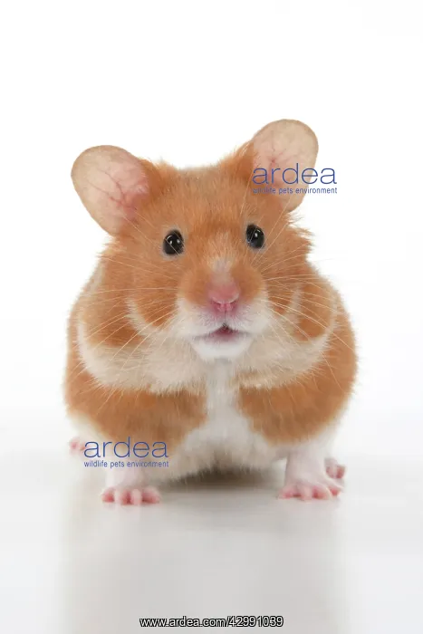 : MAMMAL. Pet Hamster, looking cute, studio : MAMMAL. Pet Hamster, looking cute, studio
