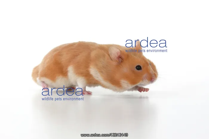 : MAMMAL. Pet Hamster, running with cheeks full of : MAMMAL. Pet Hamster, running with cheeks full of