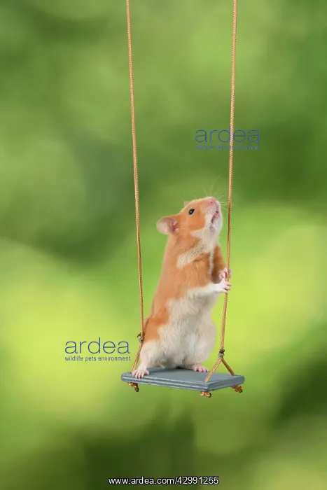 : MAMMAL. Pet Hamster, sitting on a garden swing, studio : MAMMAL. Pet Hamster, sitting on a garden swing, studio