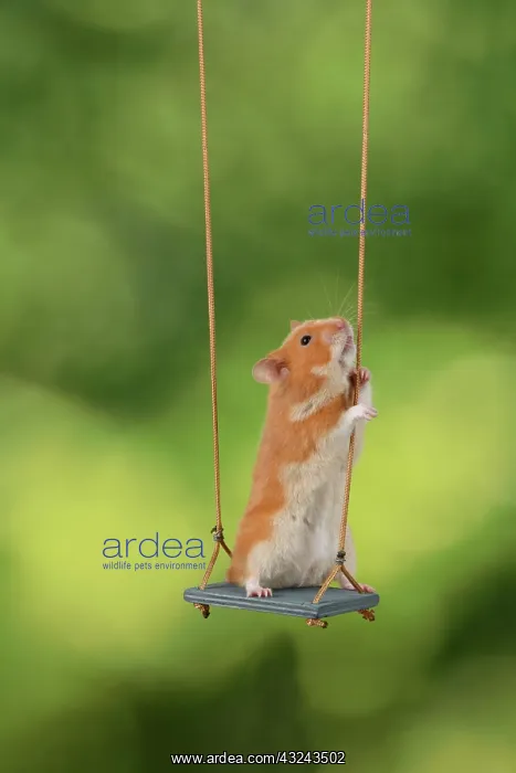 : MAMMAL. Pet Hamster, sitting on a garden swing, studio : MAMMAL. Pet Hamster, sitting on a garden swing, studio