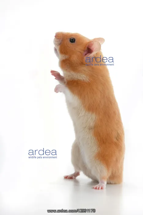 : MAMMAL. Pet Hamster, standing on back legs, looking : MAMMAL. Pet Hamster, standing on back legs, looking