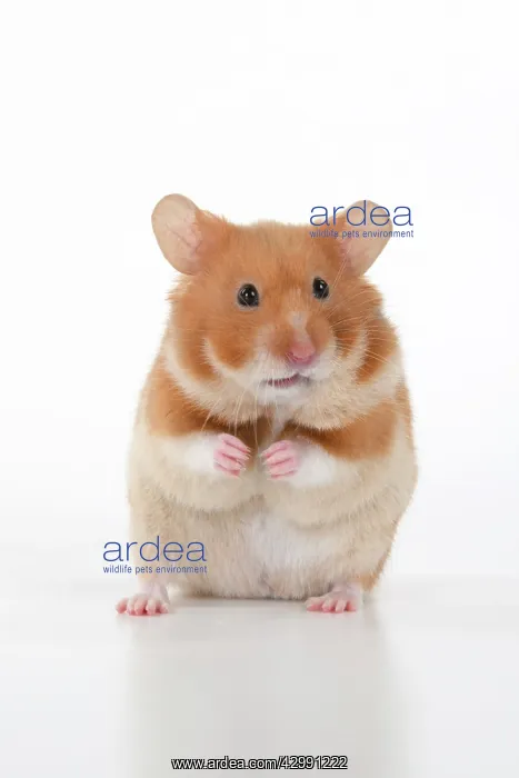 : MAMMAL. Pet Hamster, standing on back legs, looking : MAMMAL. Pet Hamster, standing on back legs, looking