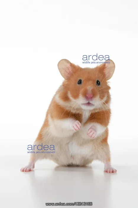: MAMMAL. Pet Hamster, standing on back legs, looking : MAMMAL. Pet Hamster, standing on back legs, looking