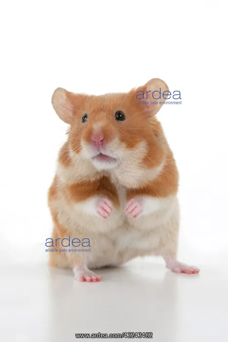 : MAMMAL. Pet Hamster, standing on back legs, looking : MAMMAL. Pet Hamster, standing on back legs, looking