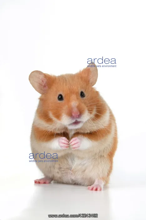 : MAMMAL. Pet Hamster, standing on back legs, looking : MAMMAL. Pet Hamster, standing on back legs, looking