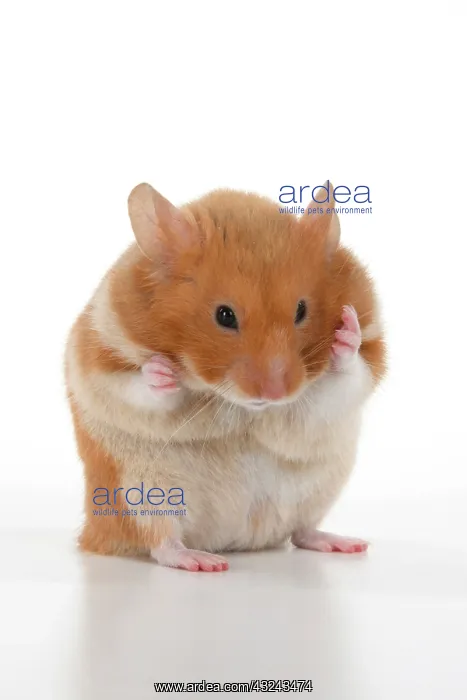 : MAMMAL. Pet Hamster, standing up washing / cleaning : MAMMAL. Pet Hamster, standing up washing / cleaning