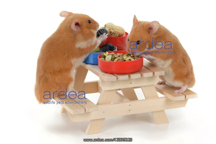 : MAMMAL. Pet Hamsters, eating lunch on a picnic bench : MAMMAL. Pet Hamsters, eating lunch on a picnic bench