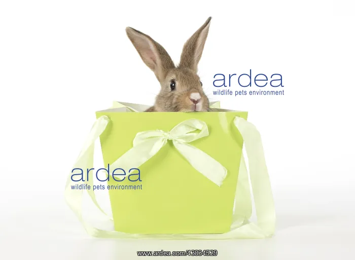  : Mammal. pet rabbit in a bag, studio