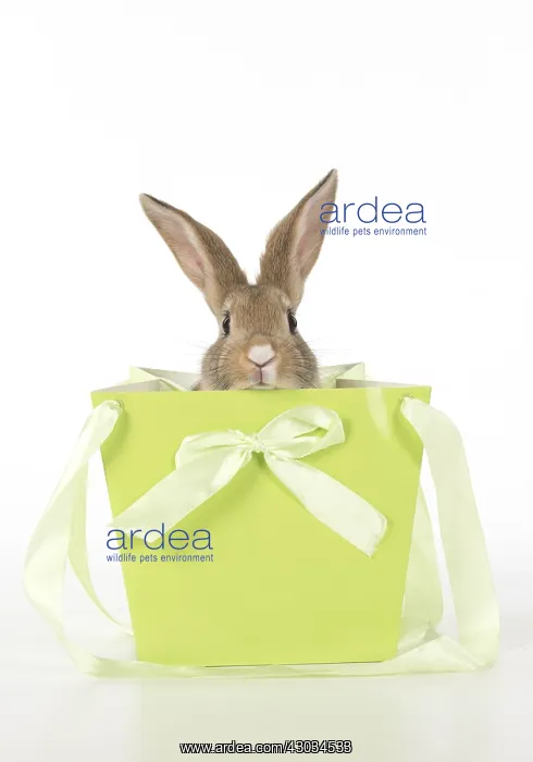  : Mammal. pet rabbit in a bag, studio