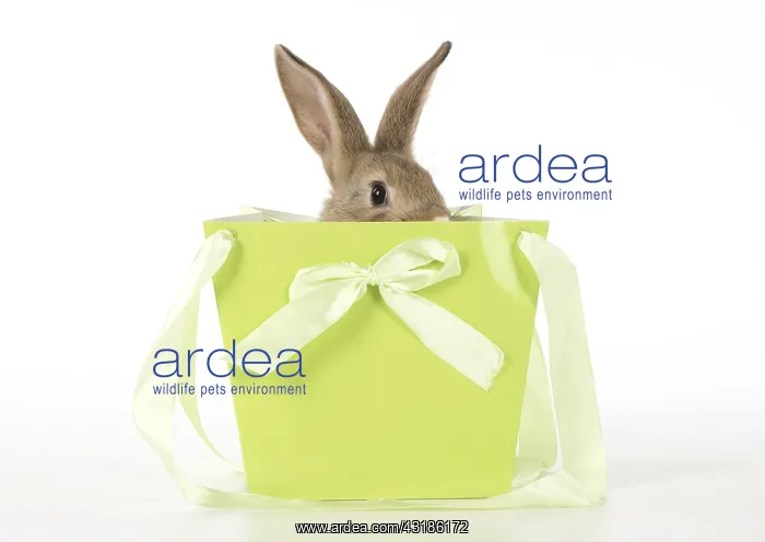  : Mammal. pet rabbit in a bag, studio