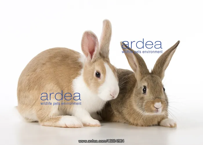  : Mammal, pet rabbits, Dutch and agouti on, studio