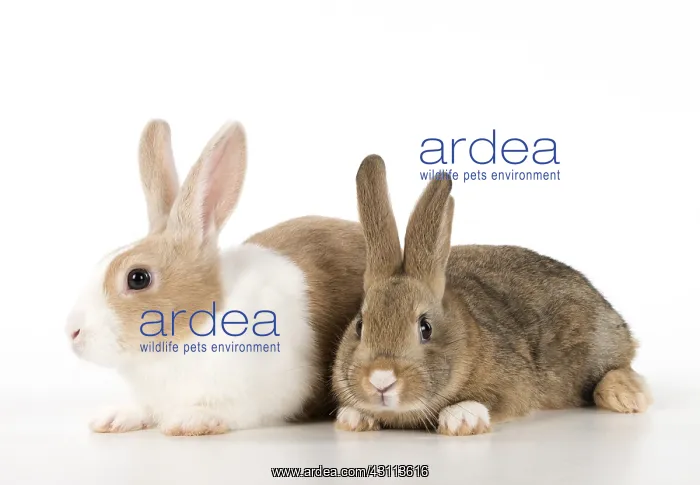  : Mammal, pet rabbits, Dutch and agouti on, studio