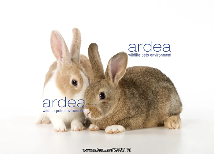  : Mammal, pet rabbits, Dutch and agouti on, studio