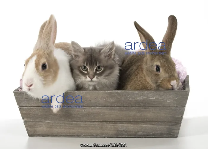 : Mammal, pet rabbits, Dutch and agouti onwith Tiffanie : Mammal, pet rabbits, Dutch and agouti onwith Tiffanie