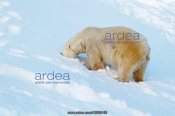 : Mammal. Polar Bear : Mammal. Polar Bear