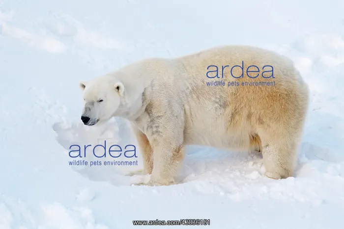 : Mammal. Polar Bear : Mammal. Polar Bear