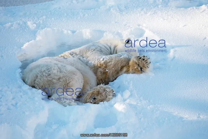 : Mammal. Polar Bear : Mammal. Polar Bear