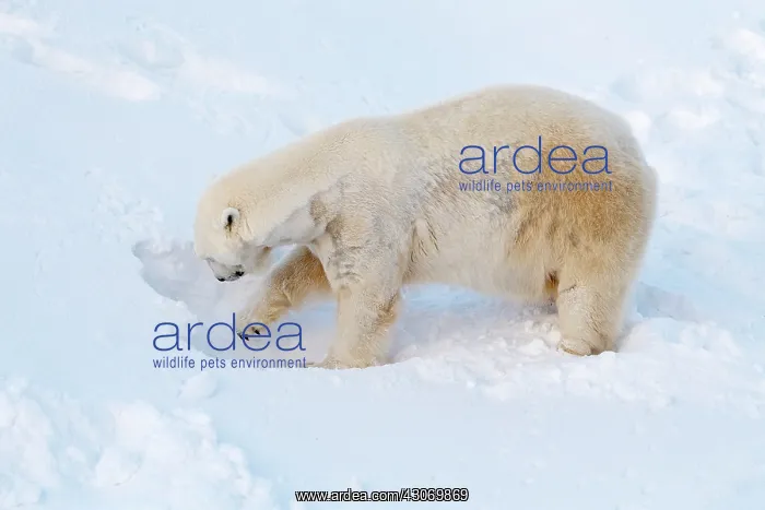: Mammal. Polar Bear : Mammal. Polar Bear