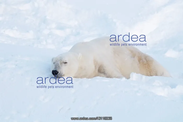 : Mammal. Polar Bear : Mammal. Polar Bear