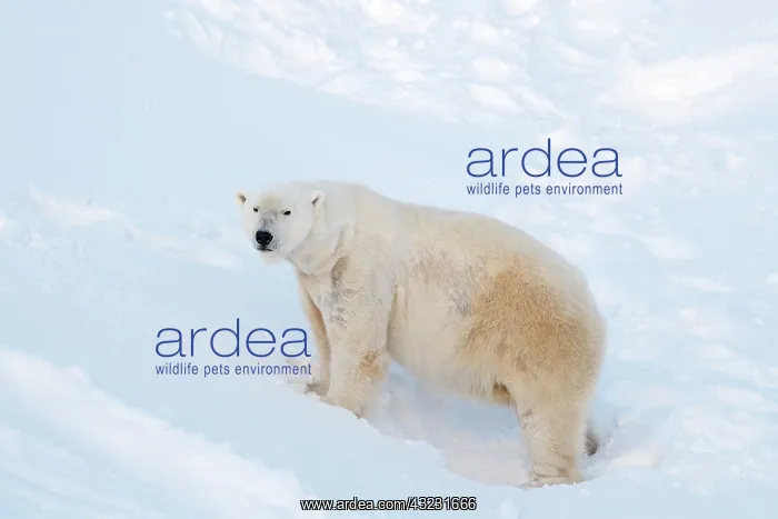 : Mammal. Polar Bear : Mammal. Polar Bear