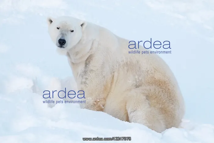: Mammal. Polar Bear : Mammal. Polar Bear