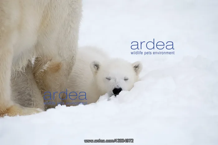 : Mammal. Polar Bear cub, 4 month old cub in the snow : Mammal. Polar Bear cub, 4 month old cub in the snow
