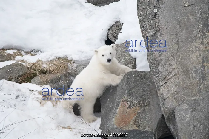 : Mammal. Polar Bear cub, 4 month old cub in the snow : Mammal. Polar Bear cub, 4 month old cub in the snow