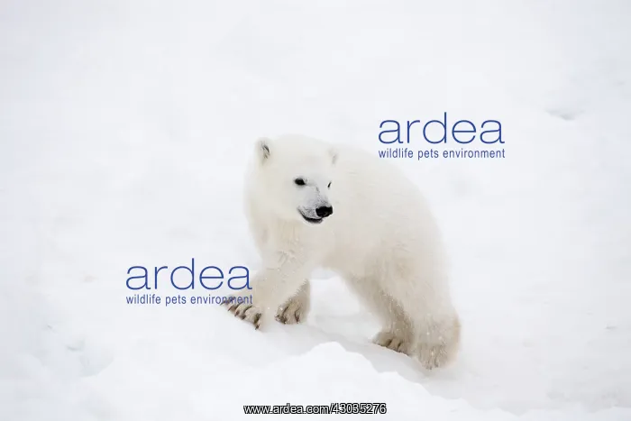 : Mammal. Polar Bear cub, 4 month old cub in the snow : Mammal. Polar Bear cub, 4 month old cub in the snow